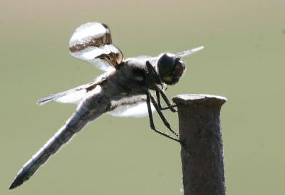 7-26 d-fly 8905.jpg