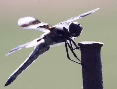 7-26 d-fly e 8906.jpg
