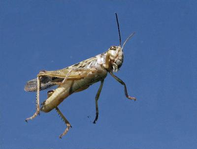 7-26 hopper 0408.jpg