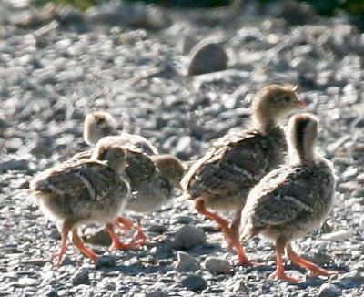 7-26 quail babies 8919.jpg