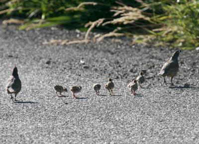7-26 quail family 8916.jpg
