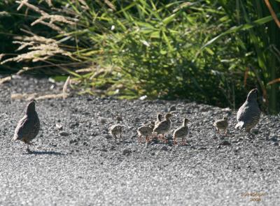7-26 quail family 8918.jpg