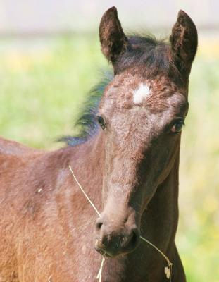 v3/51/365351/3/46987249.714filly8647.jpg