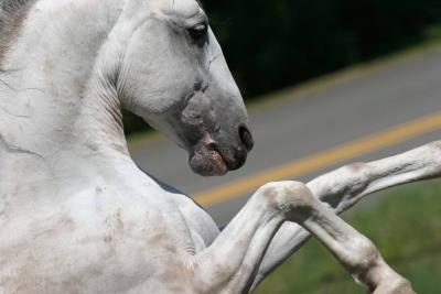 horses