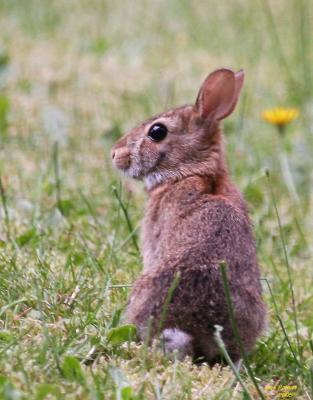 8-10 bunny 9933.jpg