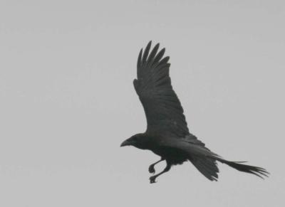 8-10 crow 9774.jpg