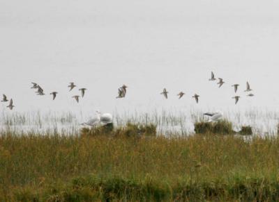 8-10 L sandpipers 9652.jpg