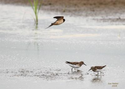 8-10 L sandpipers +9840.jpg
