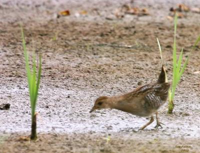 8-10 sora 9820.jpg