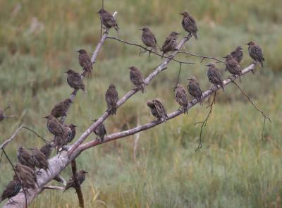 8-10 starlings 9631.jpg