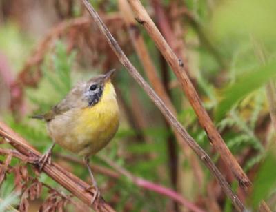 8-10 y bird 9639.jpg