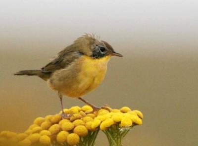 8-10 y bird 9669.jpg
