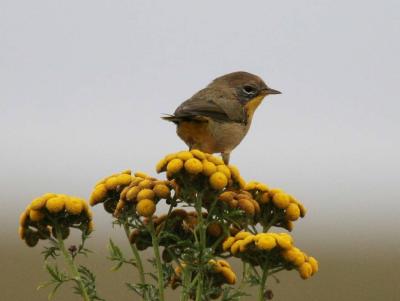 8-10 y bird 9671.jpg