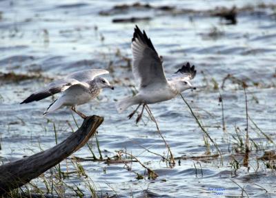 8-19 gull tag 0239.jpg
