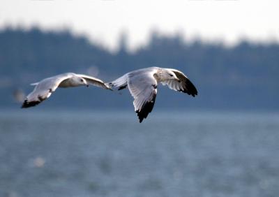 8-19 gull tag 0242.jpg