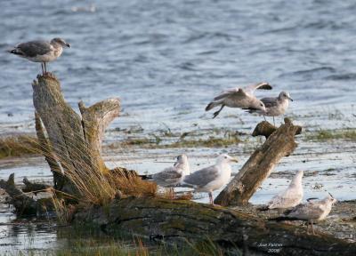 8-19 gulls 0198.jpg