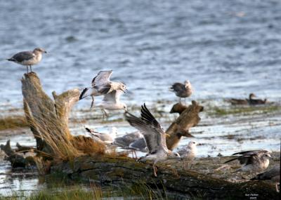 8-19 gulls 0218.jpg