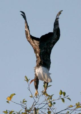 8-21 eagle 0293.jpg