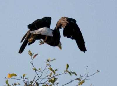 8-21 eagle 0294.jpg