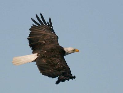 8-21 eagle 0303.jpg