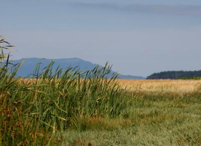 8-21 samish N 0429.jpg