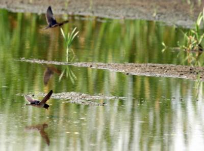 8-21 swallows 0422.jpg