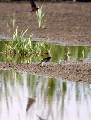 8-21 swallows 0423.jpg