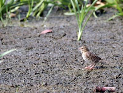 8-21 sparrow 0425.jpg