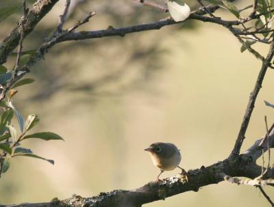 8-21 y warbler 0332.jpg
