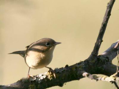 8-21 y warbler 0334.jpg
