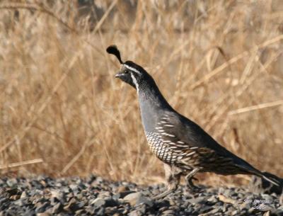 9-13 quail 0800.jpg