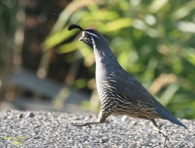 9-13 quail 0807.jpg