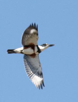 9-19 k fisher 0956.jpg