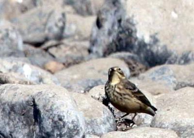 9-19 wee bird 0951.jpg