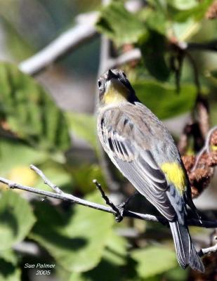 9-19 y rumped warbler 1027.jpg