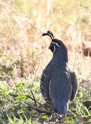 9-19 quail 1058.jpg