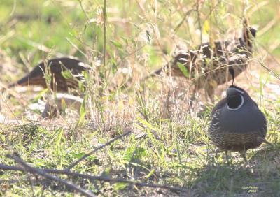 9-19 quail well fed 1062.jpg