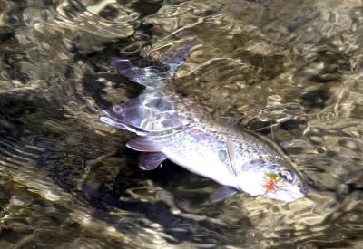 9-19 trout 0434.jpg