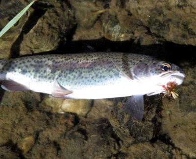 9-19 trout 0435.jpg