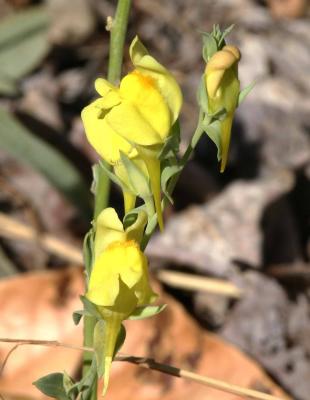 9-19 yellow 0923.jpg