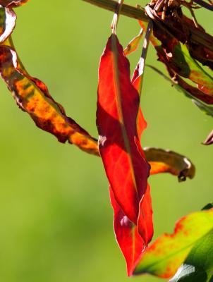9-27 backlit leaves 1555.jpg
