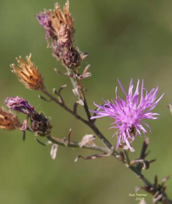 9-27 flower 1553.jpg
