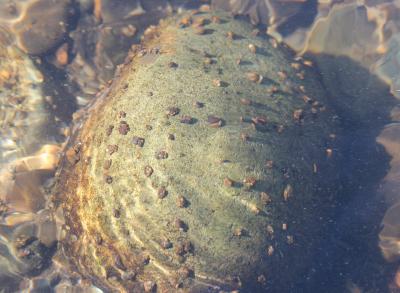 9-27 caddis cases 1527.jpg