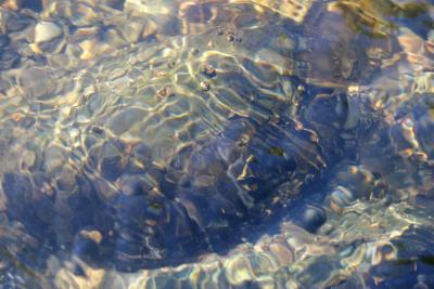 9-27 caddis cases 1528.jpg