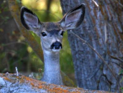 9-27 doe 1531.jpg