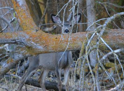 9-27 doe 1532.jpg