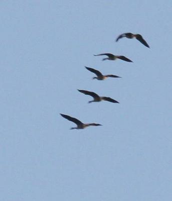 9-27 geese 1584.jpg