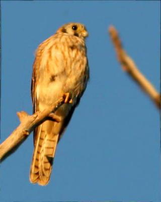 9-27 kestrel 1580.jpg