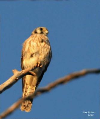 9-27 kestrel 1581.jpg