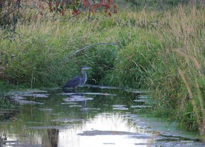 9-27 heron 1589.jpg